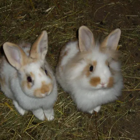 Haus Neurauter شقة