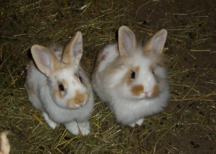 Haus Neurauter 公寓